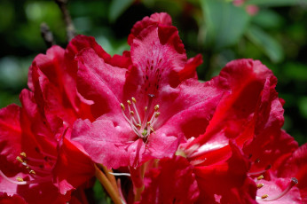 Картинка цветы рододендроны азалии красный яркий