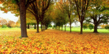 обоя природа, деревья, аллея, осень, листья