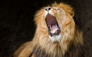 Картинка животные львы царь пасть