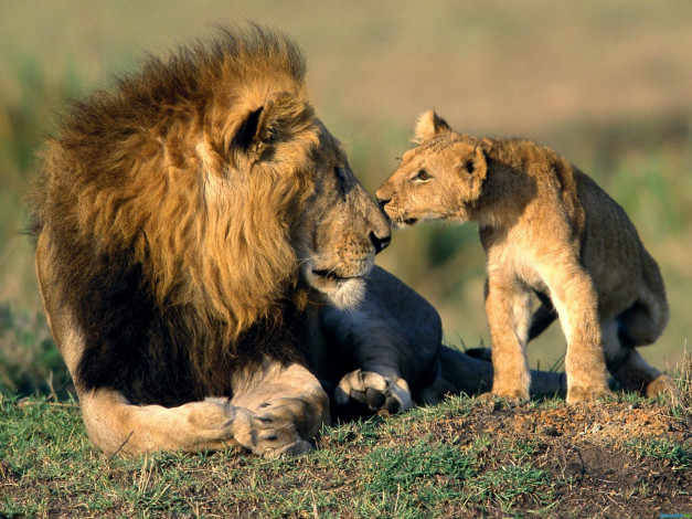 Обои картинки фото животные, львы, отец, сын, львёнок