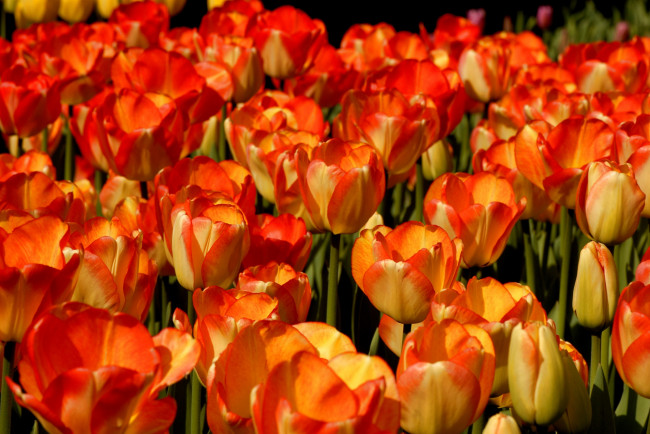 Обои картинки фото цветы, тюльпаны, много, желто-красный