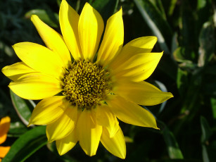 Картинка цветы рудбекия лепестки желтый