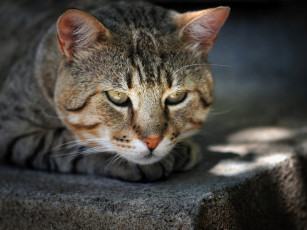 Картинка животные коты камень