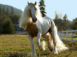 Картинка животные лошади красавец конь грива