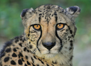 Картинка животные гепарды гекард кошка хищник