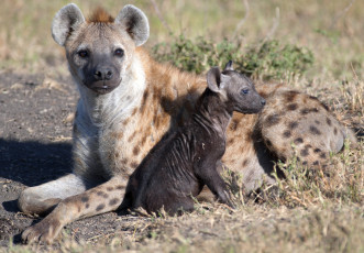 Картинка животные гиены гиеновые собаки мама малыш