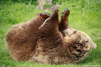 Картинка животные медведи бурый забавный