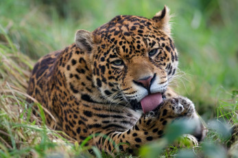 Картинка животные Ягуары морда пятна язык