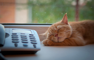 Картинка животные коты телефон рыжий кот сон