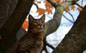 Картинка животные коты дерево кот