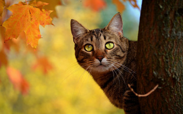 Картинка животные коты кот дерево
