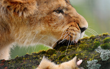 Картинка животные львы лев когти дерево