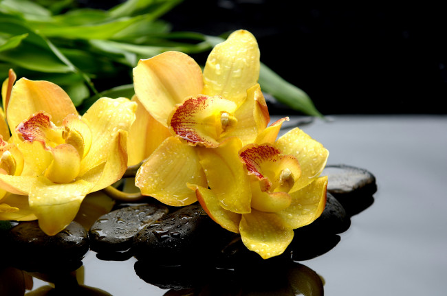 Обои картинки фото цветы, орхидеи, капли, камни, желтый