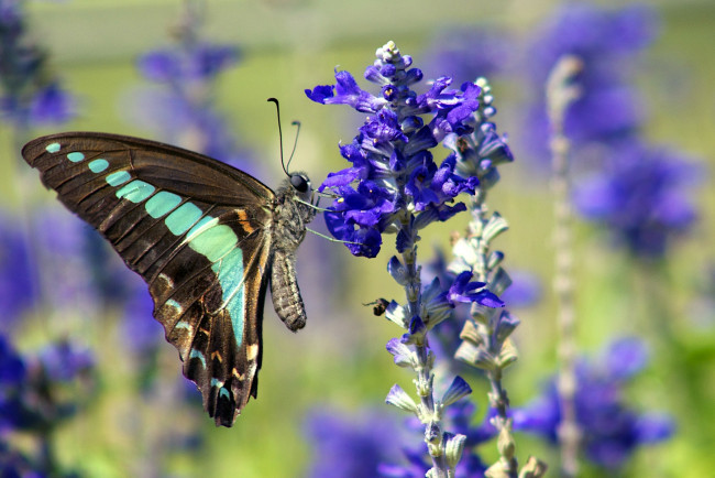 Обои картинки фото животные, бабочки, яркий, крылья