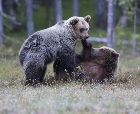 Картинка животные медведи лес трава пара взгляд нежность
