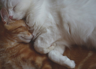 Картинка животные коты рыжий друзья спят белый