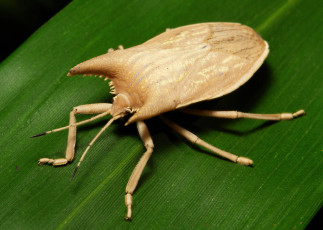 Картинка животные насекомые веточка макро itchydogimages бежевый жук лист