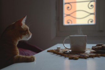 Картинка животные коты пар рыжий чашка стол кот