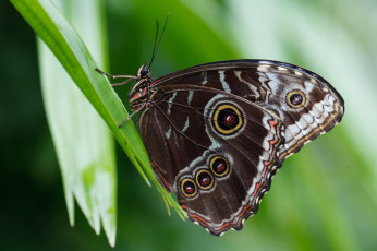 Картинка животные бабочки усики насекомое макро bob decker крылья бабочка