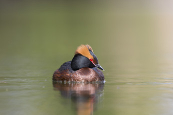 Картинка животные Чомги+ поганки птица плывёт озеро