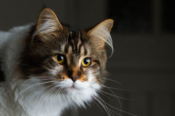 Картинка животные коты кошка темный фон взгляд мордочка пушистая