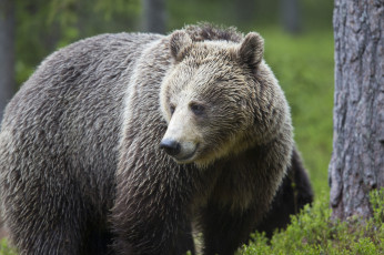 Картинка животные медведи лес медведь природа