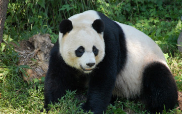 Картинка животные панды взгляд