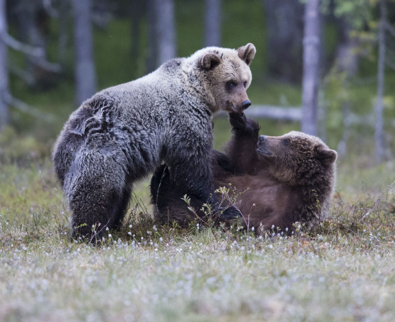 Обои картинки фото животные, медведи, лес, трава, пара, взгляд, нежность