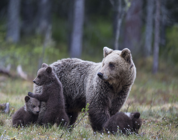 Обои картинки фото животные, медведи, лес, медвежата, семья, медведица, деревья