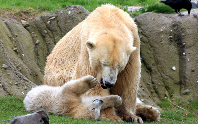 Обои картинки фото животные, медведи, игра