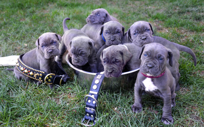 Обои картинки фото животные, собаки, neapolitan, mastiff, puppies, щенки