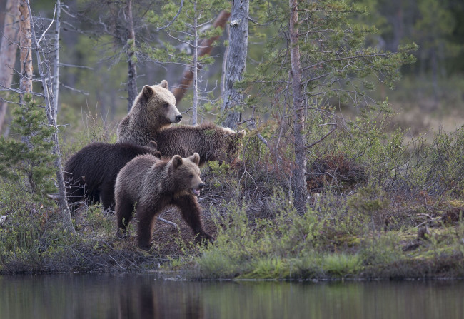 Обои картинки фото животные, медведи, лес, озеро, деревья