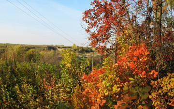 Картинка природа листья заросли красные осень
