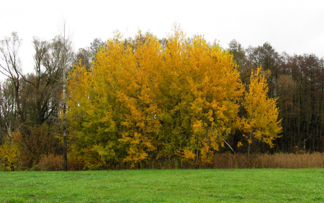 Обои картинки фото природа, деревья, листья, дерево, осень, желтые