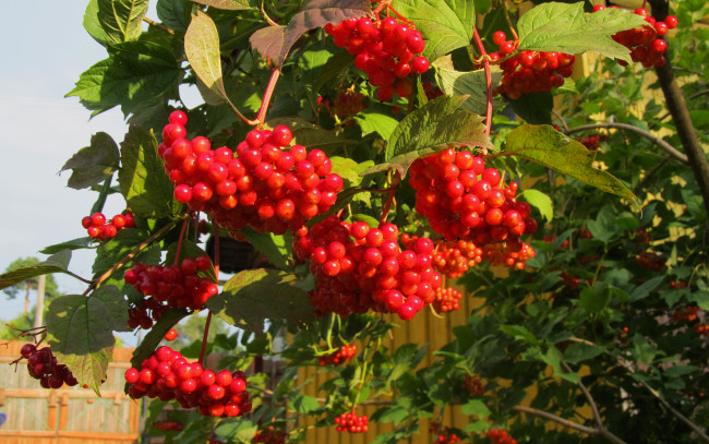 Обои картинки фото природа, Ягоды,  калина, красные, ягоды, осень