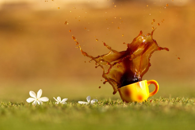 Обои картинки фото еда, кофе,  кофейные зёрна, цветы, трава, капли, брызги, чай, напиток, оранжевая, чашка