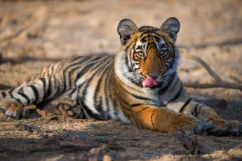 Картинка животные тигры поза тигрёнок тигр свет лежит лапы тень морда взгляд тигренок молодой фон кошка язык
