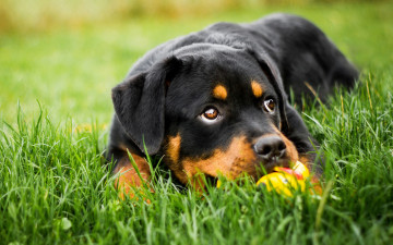 Картинка животные собаки выразительный ротвейлер лежит щенок собака портрет игра игрушка поляна черный друг фон природа морда взгляд глаза трава зелень