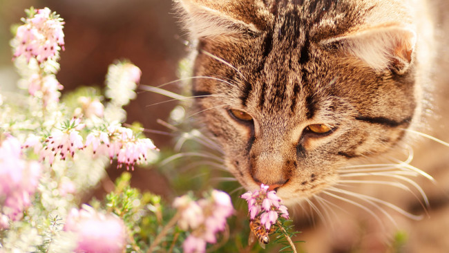 Обои картинки фото животные, коты, вереск, нюхает, полосатый, фон, серый, природа, цветы, морда, кот, кошка, насекомое, оса, настроение