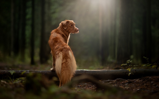Обои картинки фото животные, собаки, лучи, лес, новошотландский, ретривер, бревно, собака