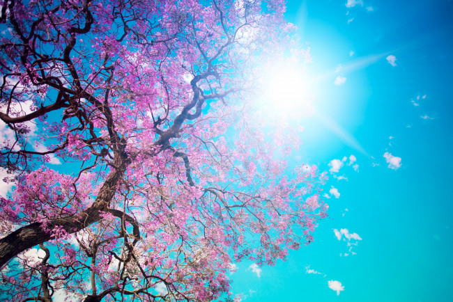 Обои картинки фото цветы, сакура,  вишня, небо, дерево, цветение