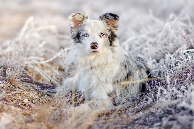Обои картинки фото животные, собаки, взгляд, трава, природа, снег, иней, аусси, лежит, австралийская, овчарка, собака, зима, портрет
