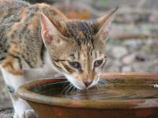 Картинка животные коты