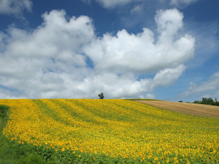 Картинка природа поля лето желтый