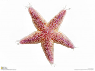 Картинка животные морские звёзды морской обитатель