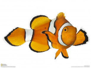 Картинка животные рыбы морской обитатель