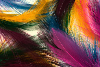 Картинка разное перья разноцветные