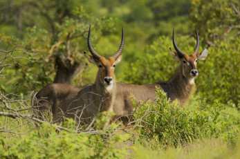 Картинка животные антилопы трава кусты лето