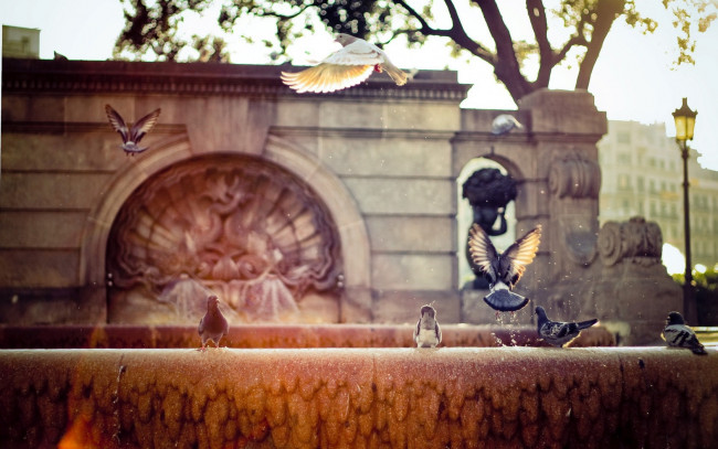 Обои картинки фото животные, голуби, фонтан