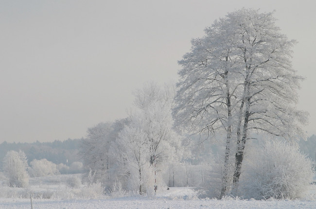 Обои картинки фото природа, зима, снег, дымка, белизна, иней